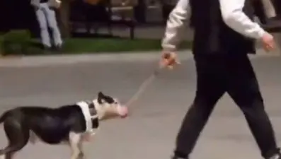 Ağızlıksız pitbullu diğer köpeklerin üzerine salan kişiye para cezası