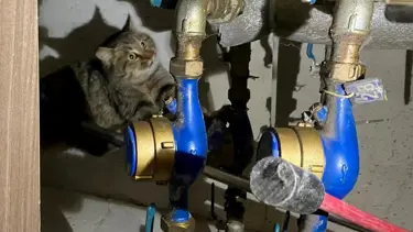 Boruların arasına sıkışan kediyi kurtarma operasyonu