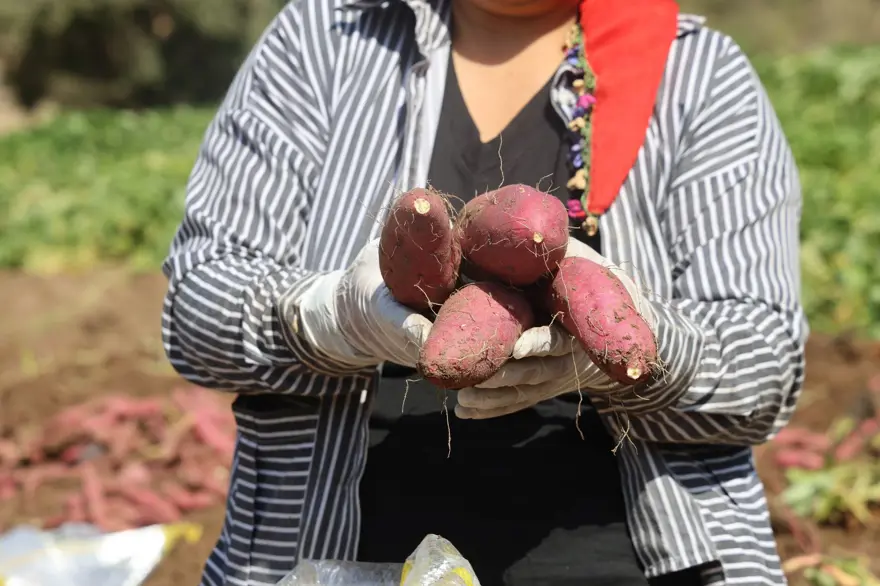 Kilosu 35 TL'ye satılıyor: Şifa deposu besinin hasadı başladı 1 Kilosu 35 TL'ye satılıyor: Şifa deposu besinin hasadı başladı 1