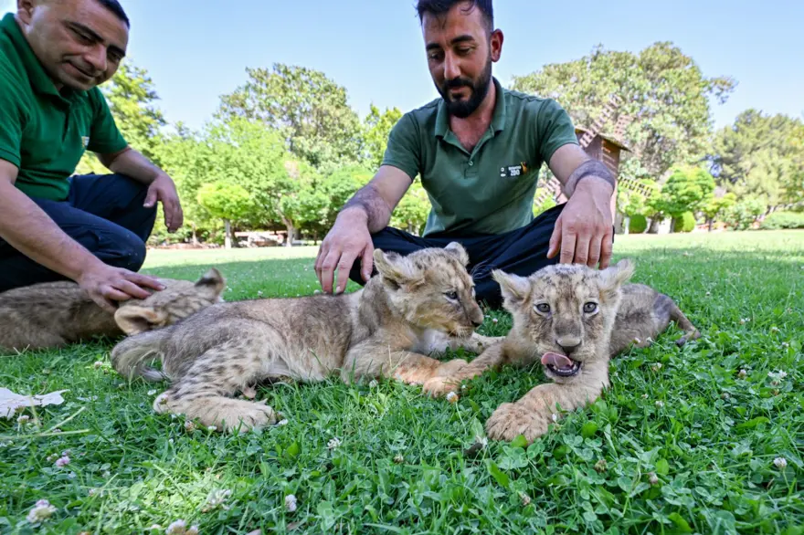 Erdoğan'ın aslanlarına isim aranıyor: Anketle belirlenecek 6