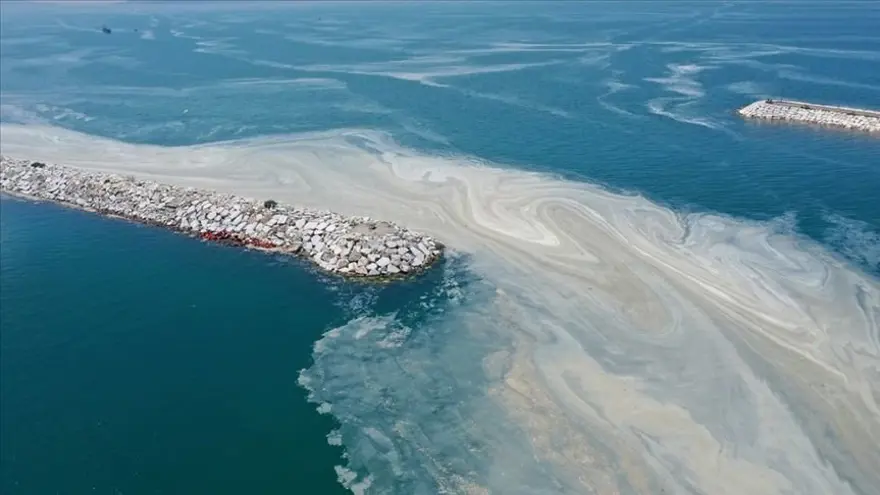 Müsilajın ardından balık çeşitliliğinde azalma: Köpek balığı ve vatozda ise yüzde 100 artış 3