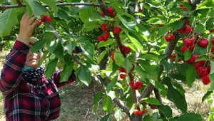 Çay bardağına bile sığmıyor, kilosu 250 TL! Pazarda kapış kapış satılıyor, yoğun talep var