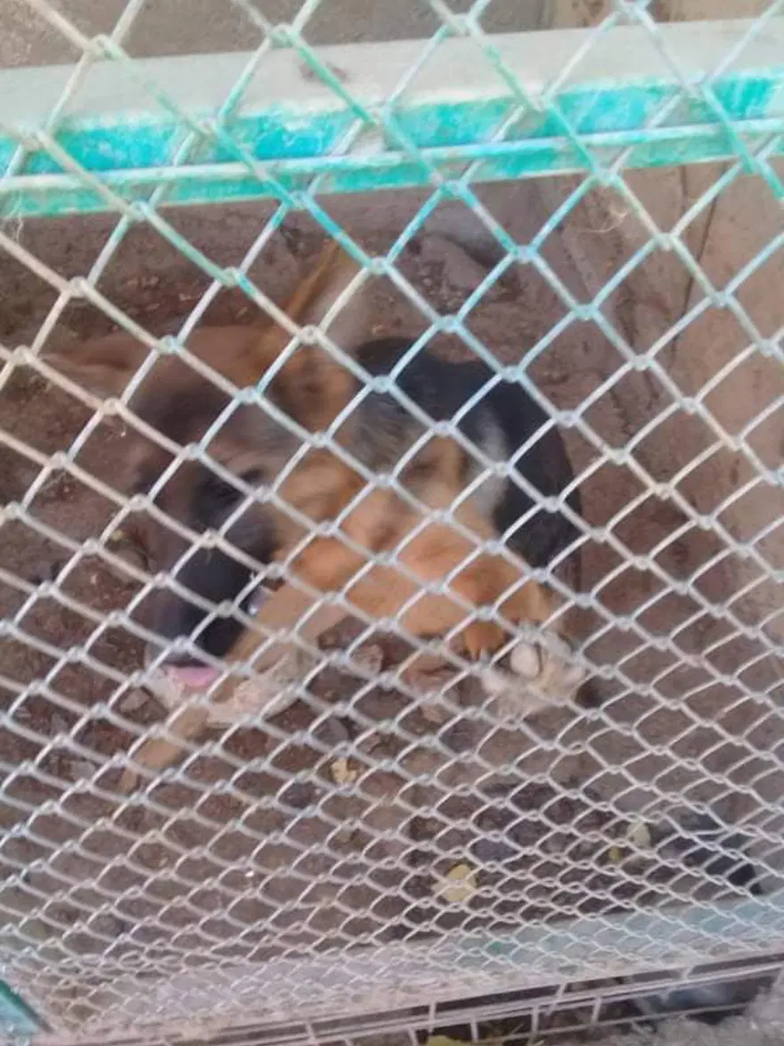 Uygunsuz koşullarda köpek besleyen veterinere 34 bin lira ceza 