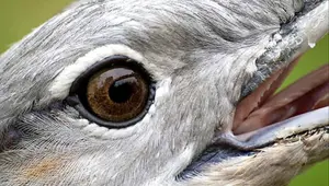 Muş semalarında uçamayacak