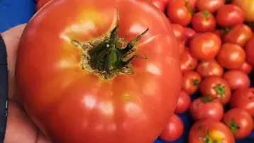 Pazarda gezince hemen göze çarpıyor. Dev ürün gözde oldu
