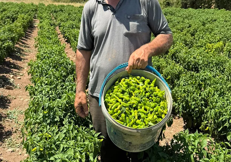 Market, pazar, manavda yerini aldı. 450 liradan alıcı buldu Market, pazar, manavda yerini aldı. 450 liradan alıcı buldu