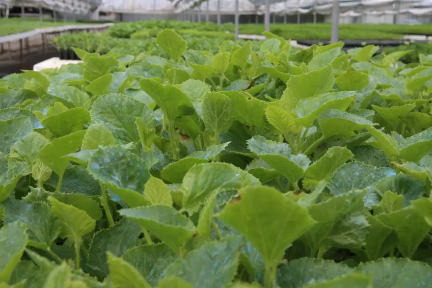 2 emekli hobi olarak başladı. 40 metrekare alan gelir kapısı oldu 