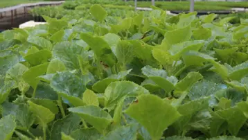 2 emekli hobi olarak başladı. 40 metrekare alan gelir kapısı oldu