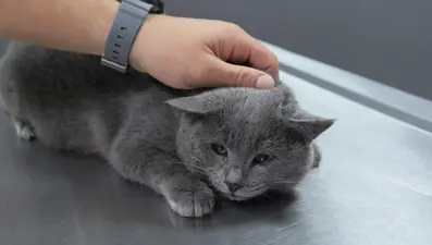 İştahsız kedisini veterinere götürdü. "Kelimenin tam anlamıyla şok yaşadık"