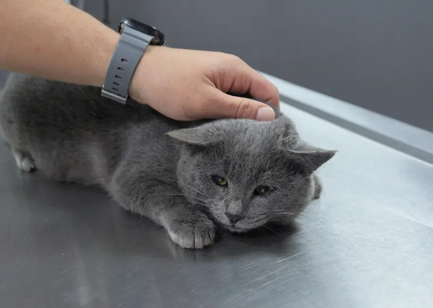 İştahsız kedisini veterinere götürdü. "Kelimenin tam anlamıyla şok yaşadık" 