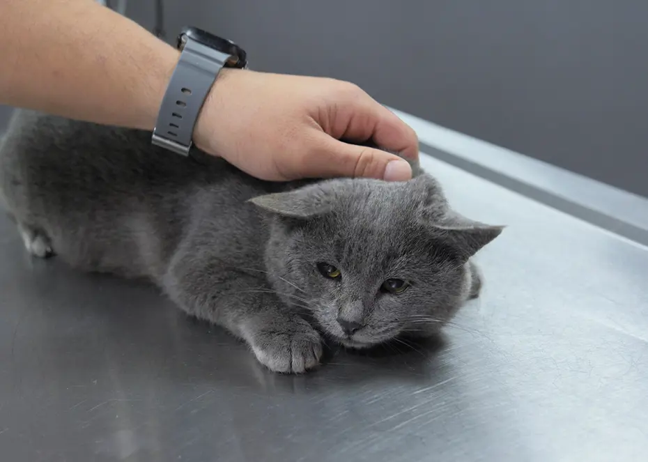 İştahsız kedisini veterinere götürdü. 