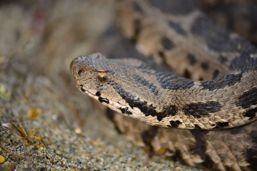 "ZEHİRLİ BİR YILAN FAKAT İNSANLARA KARŞI SALDIRGAN DEĞİL"

 3