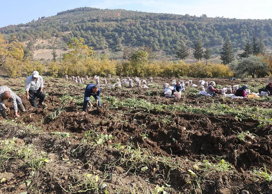 Hasadı sona erdi. Tarlada 30 TL, manavda 70 TL