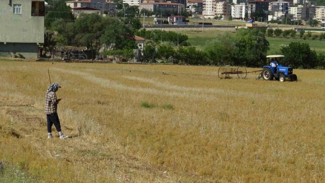 Batman'da hasat başladı. Kilosunu 35 TL'ye satacaklar