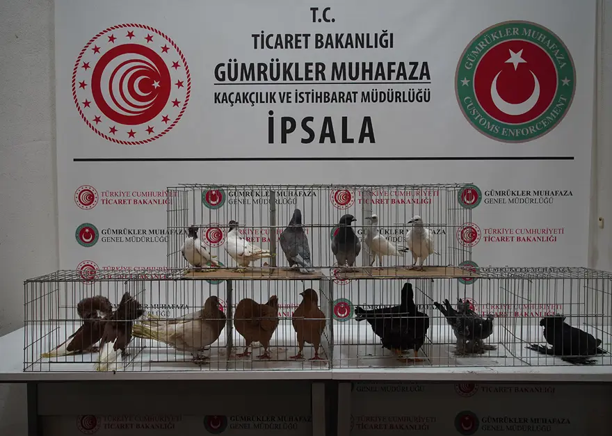 Şüphe üzerine durduruldu, içindeki alpakalar çıktı 