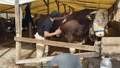 "Şampiyon", 420 bin TL’den satışa çıkarıldı. 1 ton ağırlığında