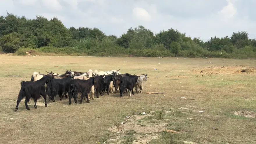Sakarya Akyazı'da Adil Öksüz kazısı 11 Sakarya Akyazı'da Adil Öksüz kazısı 11