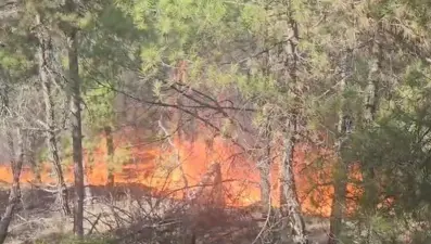 Buldan’da ormanlık alanda yangın çıktı