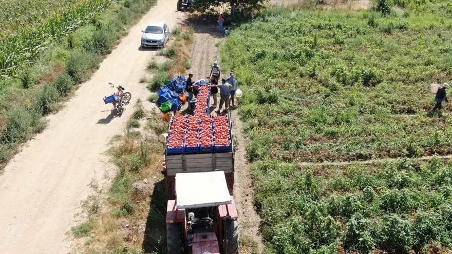 Saati 250 TL'ye çalışıyorlar: Çöl sıcaklarında zorlu ekmek mücadelesi 1