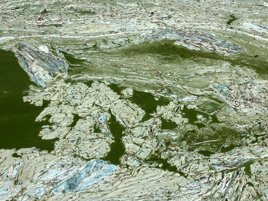 Türkiye'nin önemli tatlı su kaynağı can çekişiyor! Tedirgin eden görüntü 6