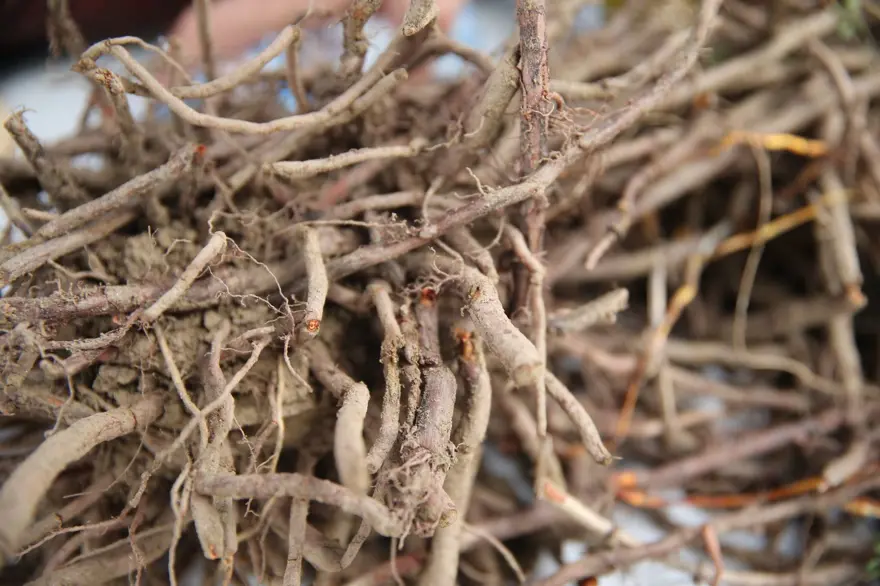 SEKTÖRÜN İLGİSİ ARTIYOR 4 SEKTÖRÜN İLGİSİ ARTIYOR 4