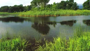 Longoz ormanlarında üç mevsim