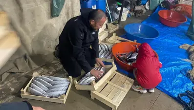 Bolluk yaşandı: Bir gecede 3 bin 200 adet avladılar