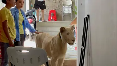 TikTok'ta videoları yayınlanan aslana el konuldu