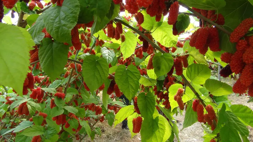 Bahçede kilosu 100 lira: Mersin'den dünyaya ihraç ediliyor 4