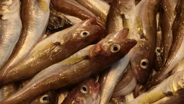 Mezgit ve istavrit tezgahları süslüyor