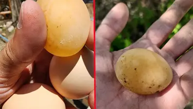 Kabuğu olmayan yumurta: Gören gözlerine inanamadı