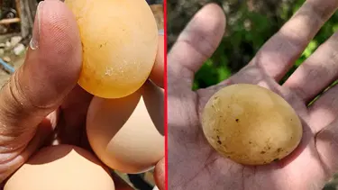 Kabuğu olmayan yumurta: Gören gözlerine inanamadı