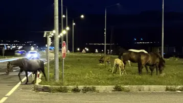 Karayolunda yılkı atı sürprizi