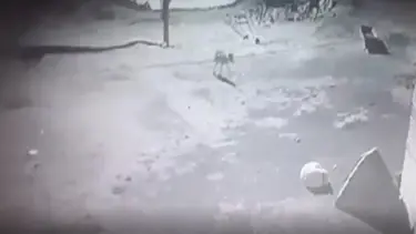 Kars’ta aç kalan kurt, köpeği götürdü