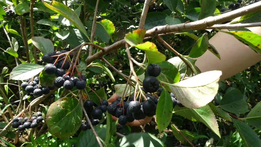 Karadeniz'in yeni meyvesi 'Aronya'da ilk hasat 8
