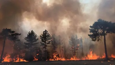 Sigara izmaritiyle kül olan orman yeniden canlandı