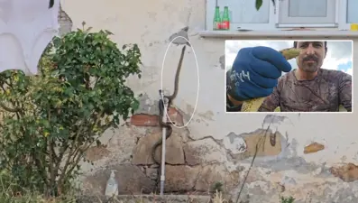 Eve girmeye çalışan yılanı son anda yakaladı