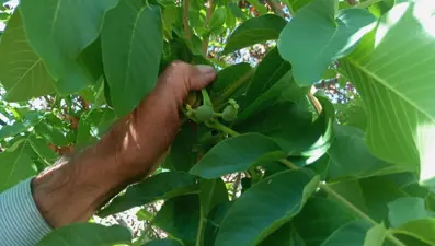 Malatya'da mevsim dışında meyve veren ceviz ağaçları şaşırttı