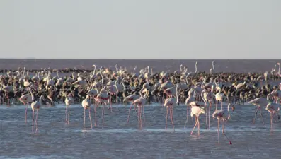 Flamingolara can suyu