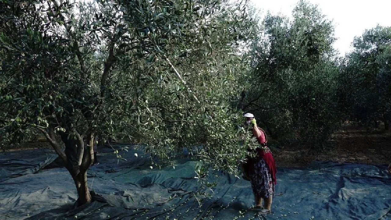 'Yok' yılı: Zeytinyağı fiyatları artıyor