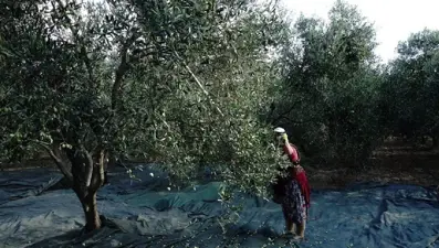 'Yok' yılı: Zeytinyağı fiyatları artıyor