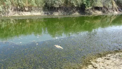 Menderes Nehri'nde binlerce ölü balık