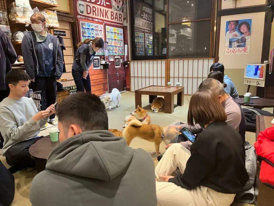 Tokyo'da gençlerin gözdesi: Yavru köpekli kafeler 12 Tokyo'da gençlerin gözdesi: Yavru köpekli kafeler 12