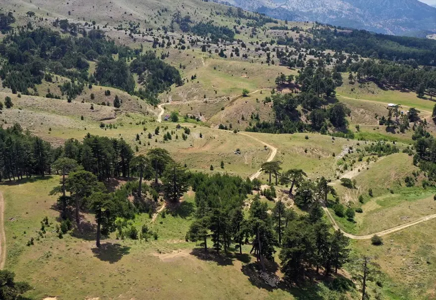 Konya'nın 'yayla cenneti' Anamas Dağı 2