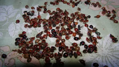 Rize'yi istila eden uğur böceklerinin sırrı ortaya çıktı