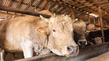 Paşa'nın fiyatı 500 bin TL, alıcı bekliyor. 1 ton 100 kilo ağırlığında