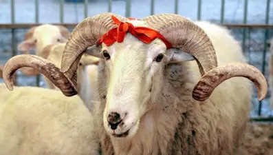 2025 Kurban Bayramı ne zaman? Kurban Bayramı'na kaç gün kaldı?