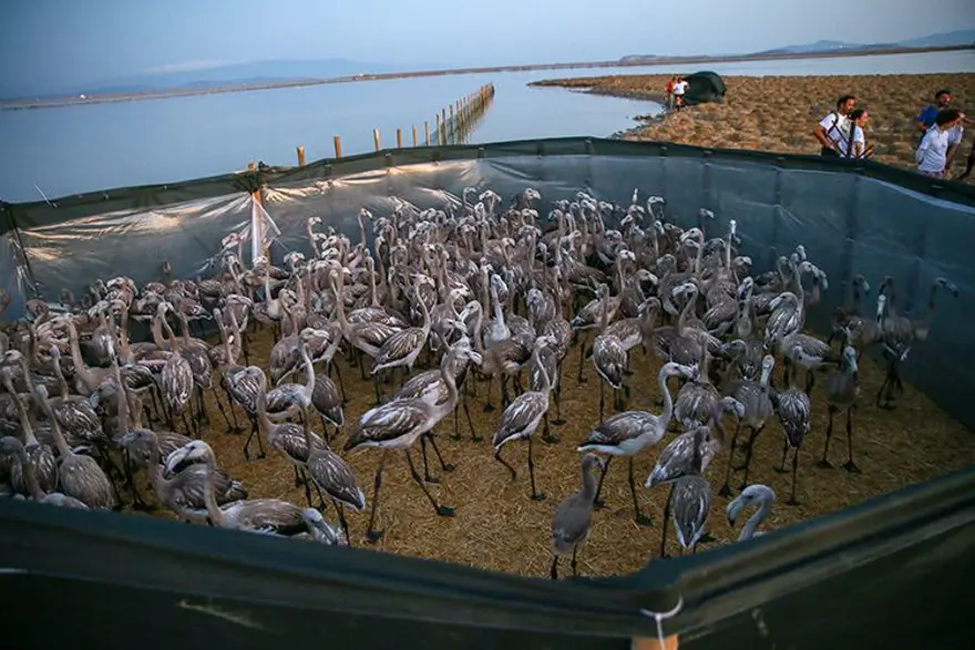 KOVİD 19 SONRASI İLK HALKALAMA 4 KOVİD 19 SONRASI İLK HALKALAMA 4