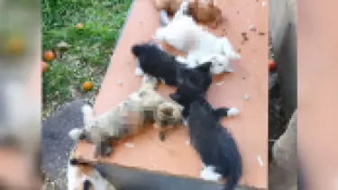 Bursa'da yavru kedi katliamı: Sekizi birden kesici aletle öldürüldü