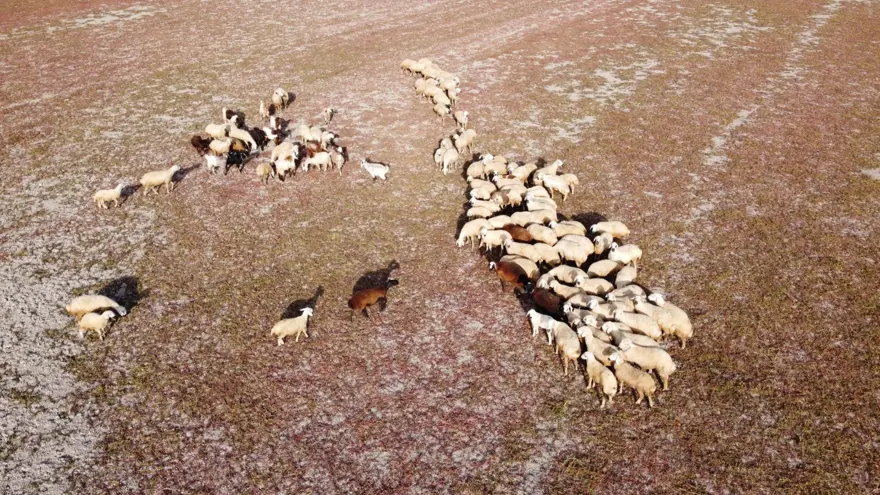 Kuraklığın vahim tablosu: Toprak çatladı, hayvanlar otlatılıyor 
